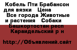 Кобель Пти Брабансон для вязки › Цена ­ 30 000 - Все города Животные и растения » Собаки   . Башкортостан респ.,Караидельский р-н